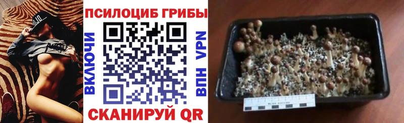 Псилоцибиновые грибы мицелий  Каменка 